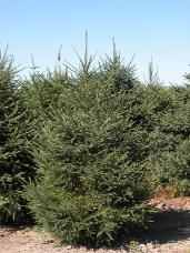 Norway Spruce